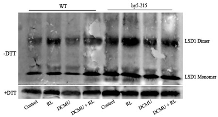 western blot using anti-LSD1 rabbit antibodies